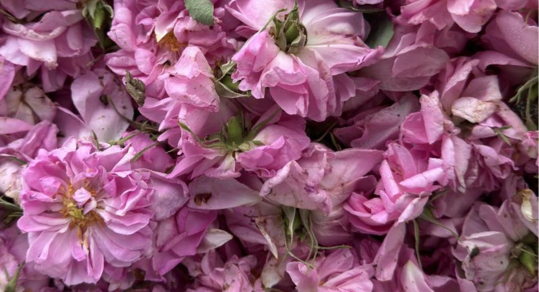 Dag 1 - Fra rosenmark til balm med sjæl